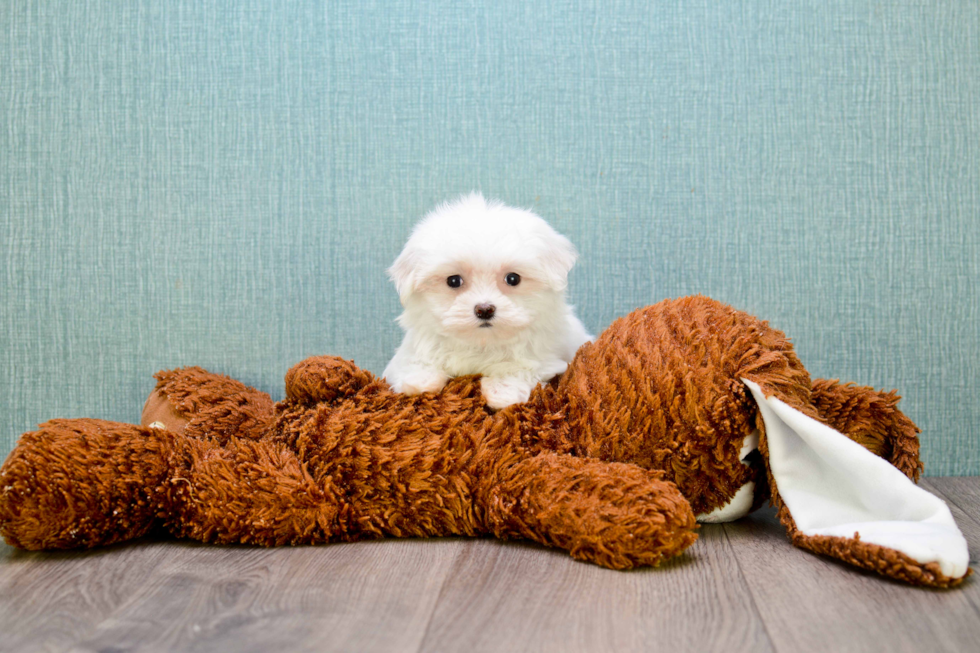 Sweet Maltese Purebred Puppy