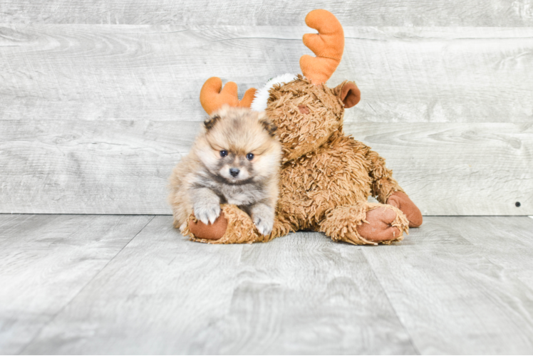 Sweet Pomeranian Purebred Puppy