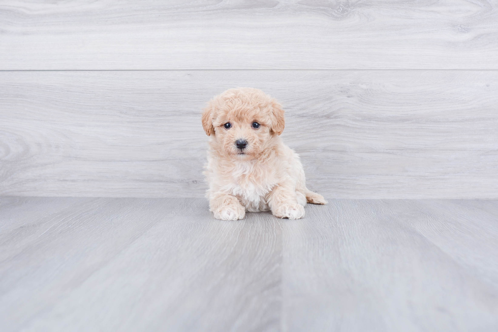 Funny Maltipoo Poodle Mix Pup