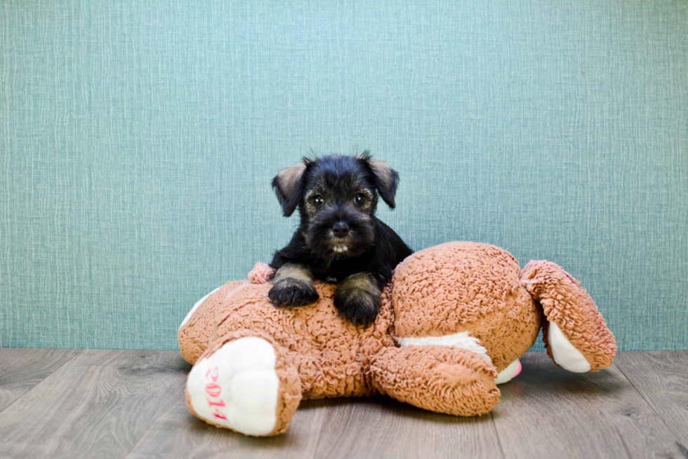 Cute Mini Schnauzer Mix Pup