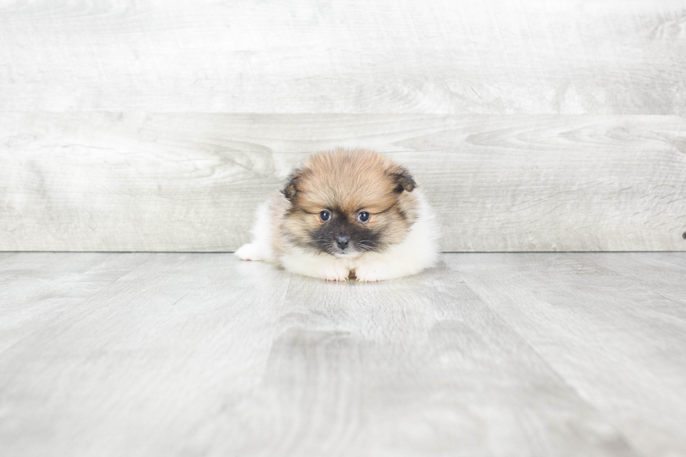 Pomeranian Pup Being Cute