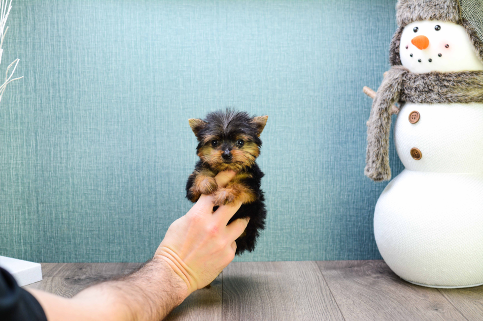 Meet Micro-Teacup-Victoria - our Yorkshire Terrier Puppy Photo 