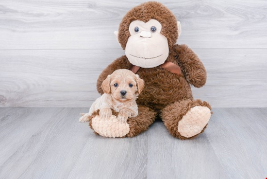 Playful Cavoodle Poodle Mix Puppy