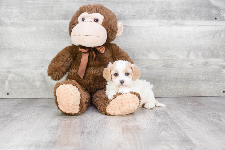 Cavachon Puppy for Adoption