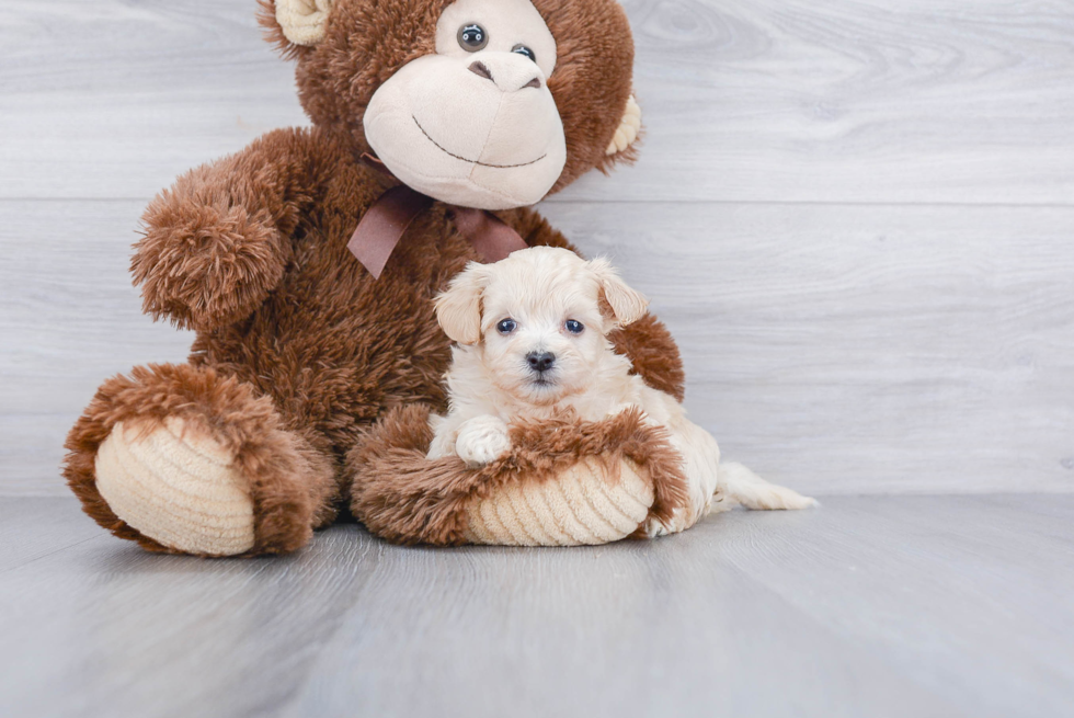 Happy Maltipoo Baby