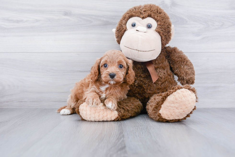 Small Cavapoo Baby