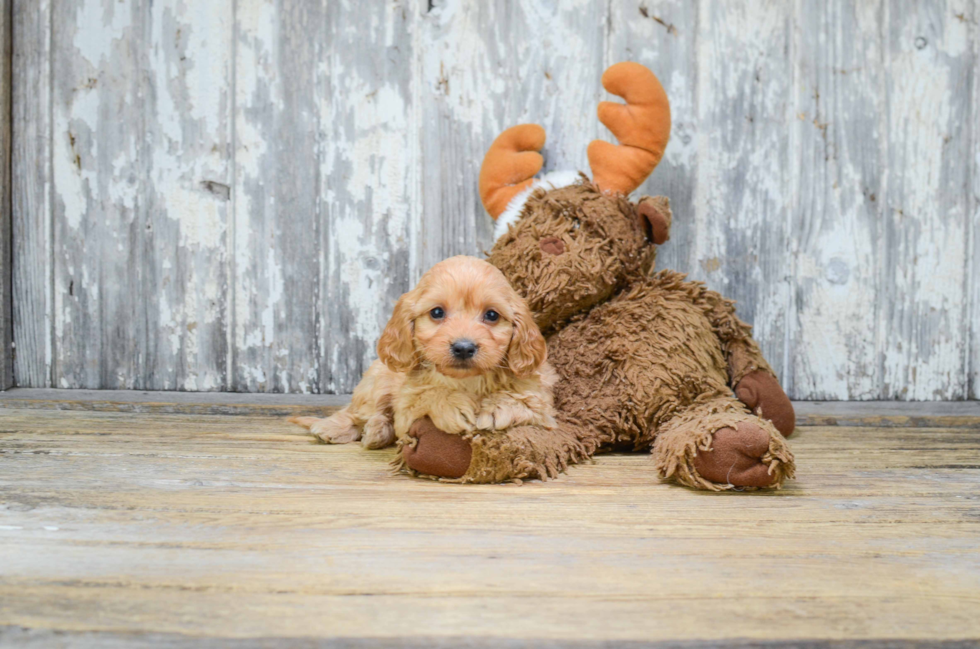 Cavapoo Pup Being Cute