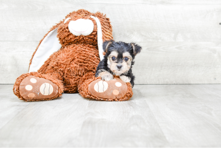 Morkie Pup Being Cute