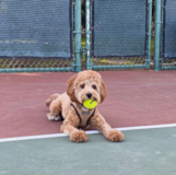 Playful Cavapoo Pup