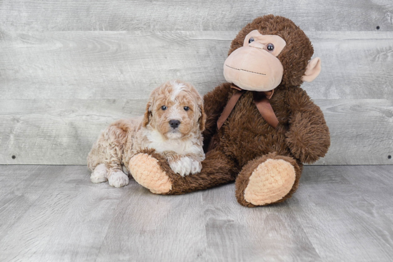 Mini Goldendoodle Pup Being Cute