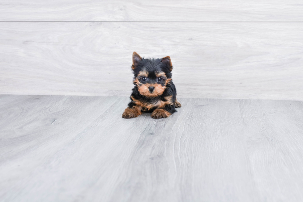 Meet Nugget - our Yorkshire Terrier Puppy Photo 