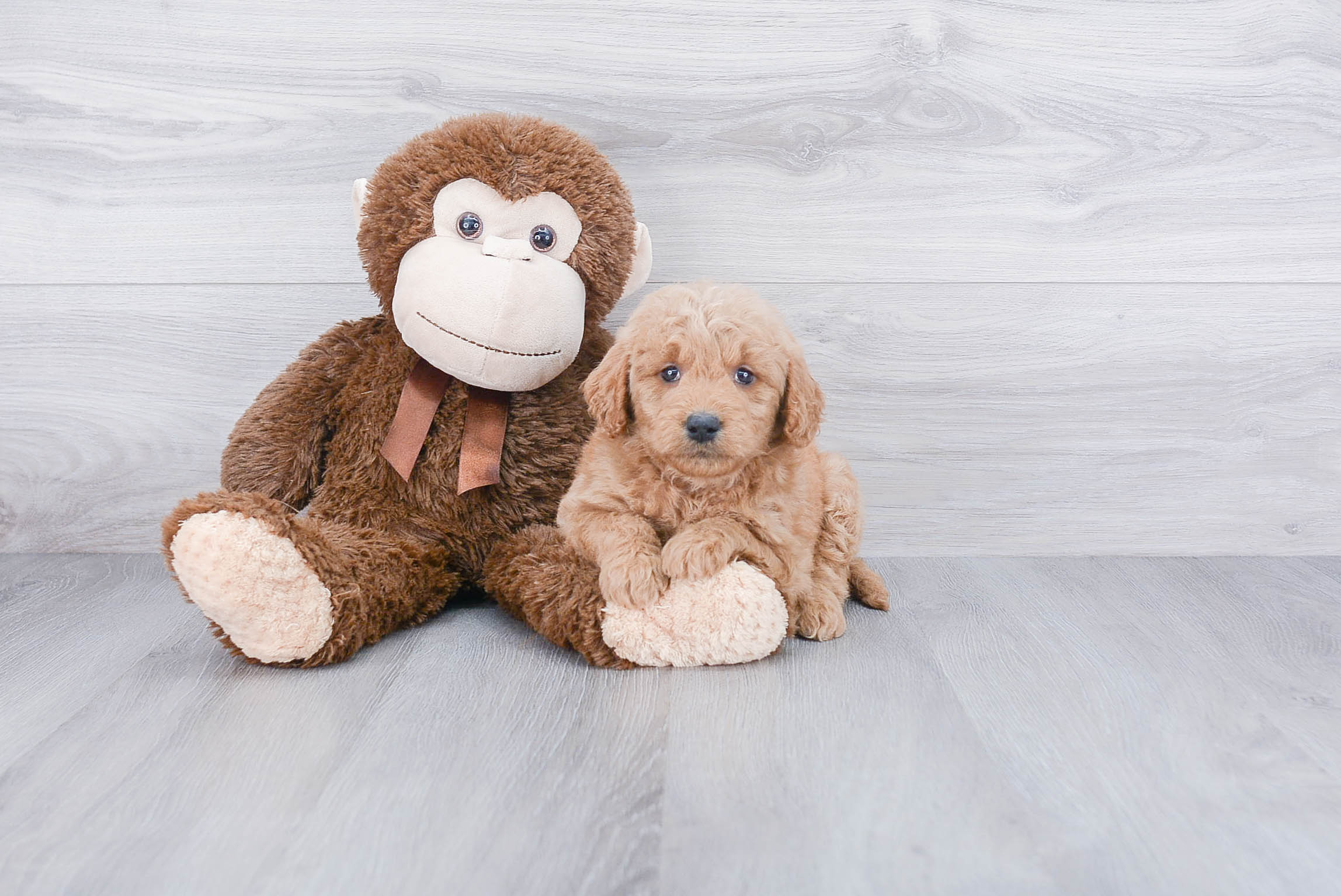 Mini Goldendoodle Puppy for Adoption
