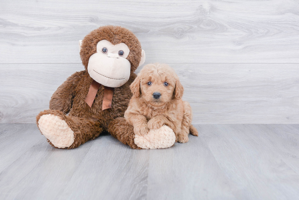 Mini Goldendoodle Puppy for Adoption