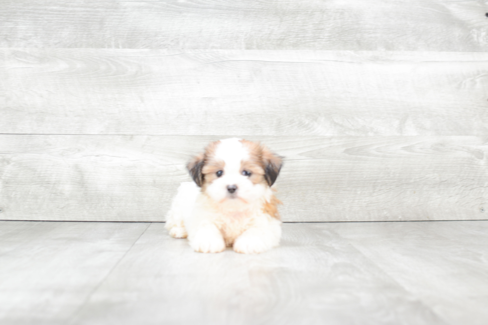 Funny Teddy Bear Designer Pup