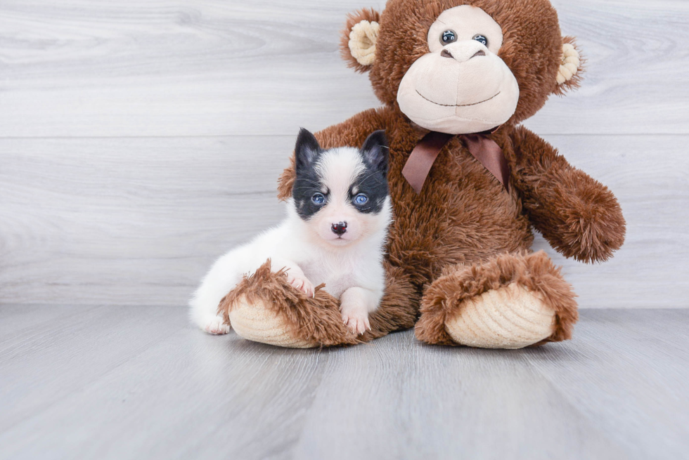 Sweet Pomsky Baby