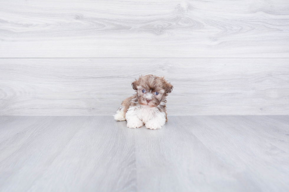 Best Havanese Baby