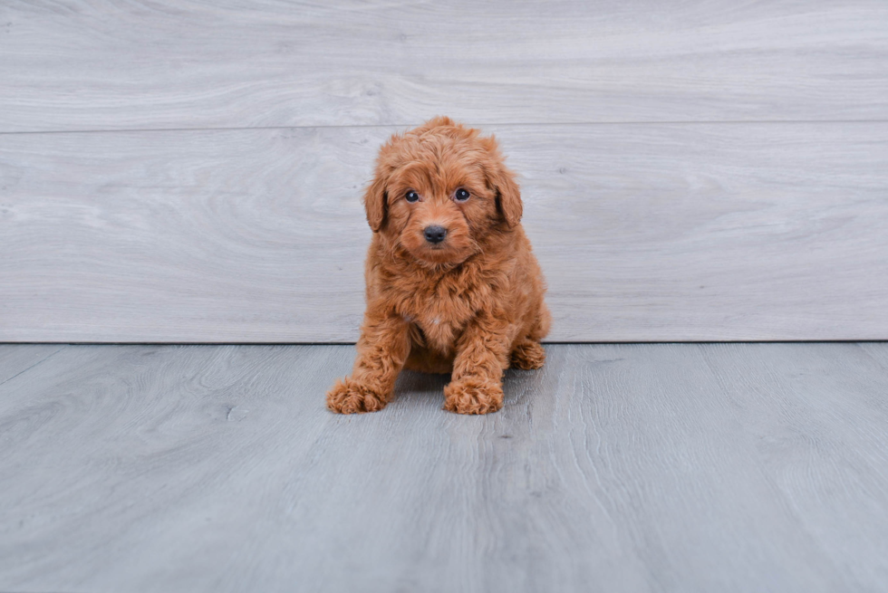 Playful Golden Retriever Poodle Mix Puppy