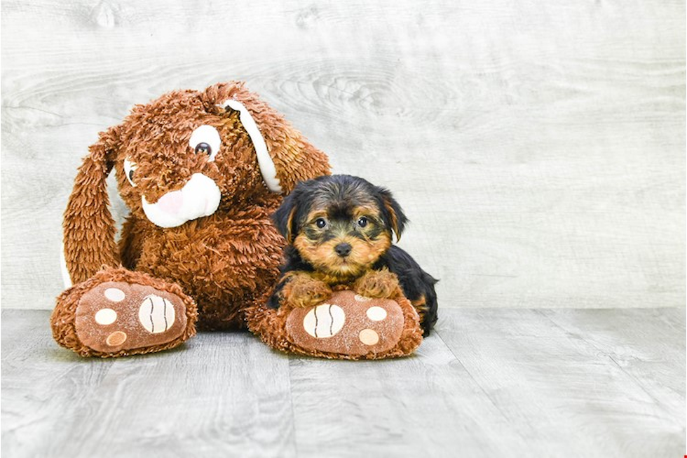Meet Snickers - our Yorkshire Terrier Puppy Photo 