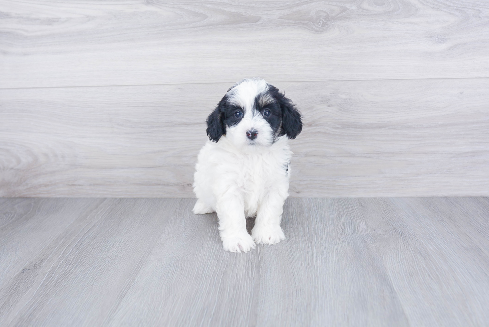 Small Mini Bernedoodle Baby