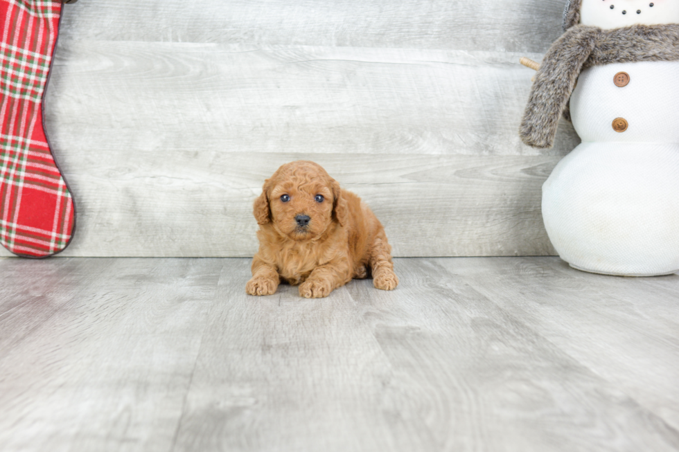 Little Golden Retriever Poodle Mix Puppy