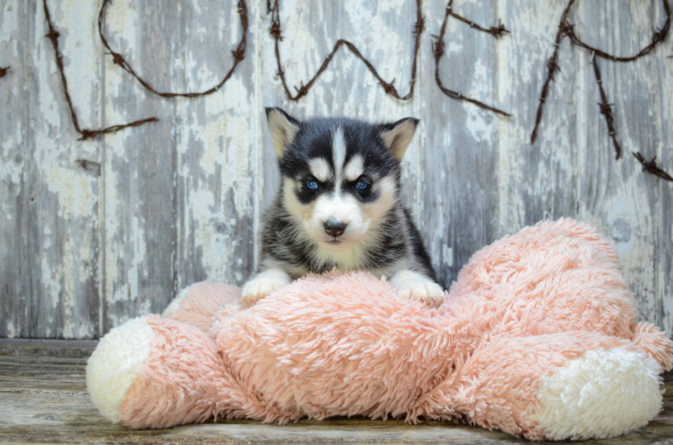 Best Siberian Husky Baby