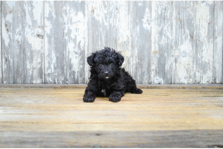 Mini Aussiedoodle Puppy for Adoption