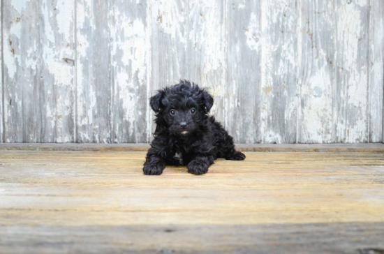 Mini Aussiedoodle Puppy for Adoption