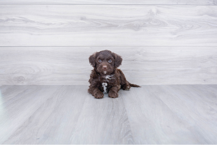 Mini Labradoodle Pup Being Cute