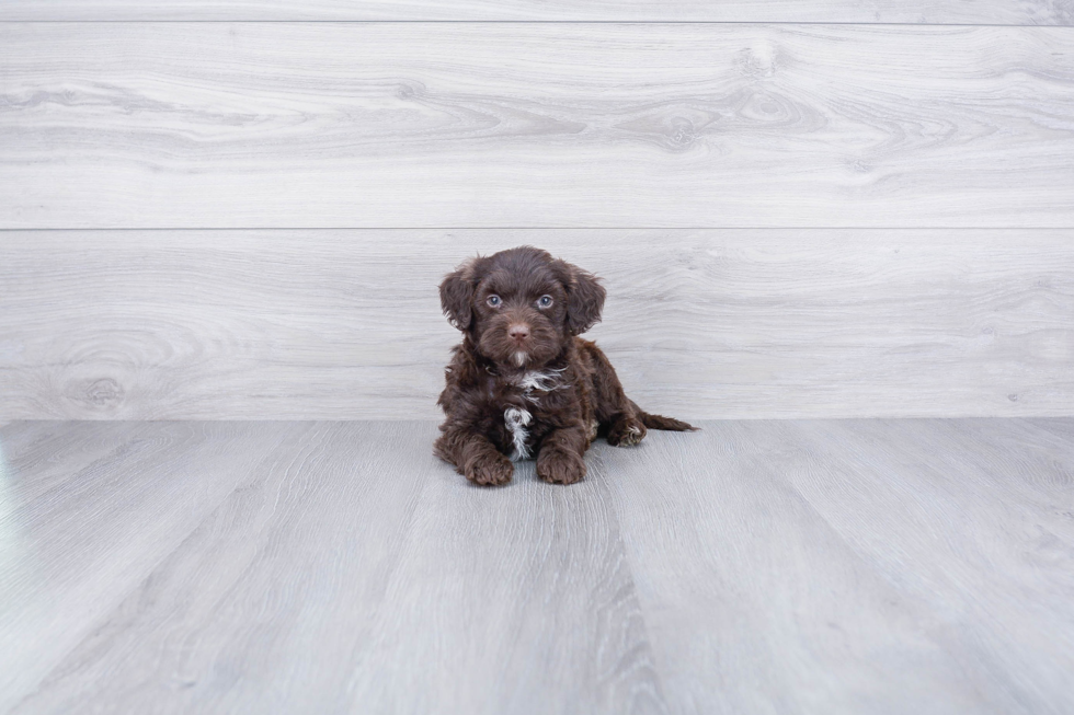 Mini Labradoodle Pup Being Cute