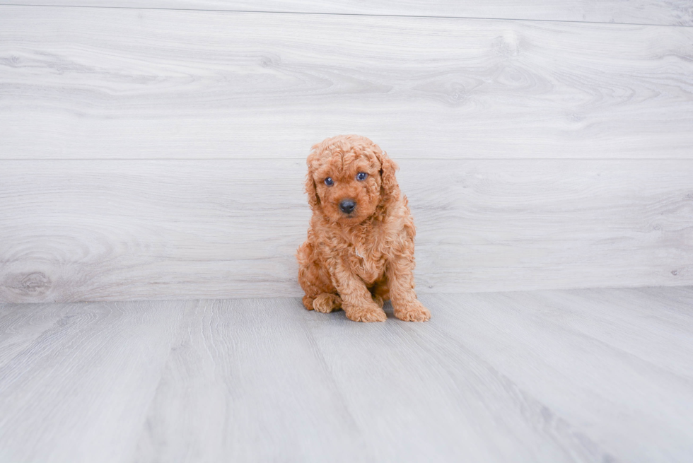 Mini Goldendoodle Pup Being Cute