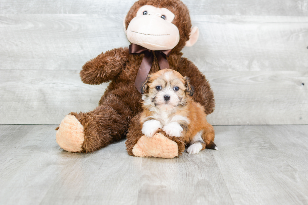 Havanese Puppy for Adoption