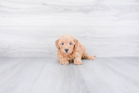 Best Mini Goldendoodle Baby