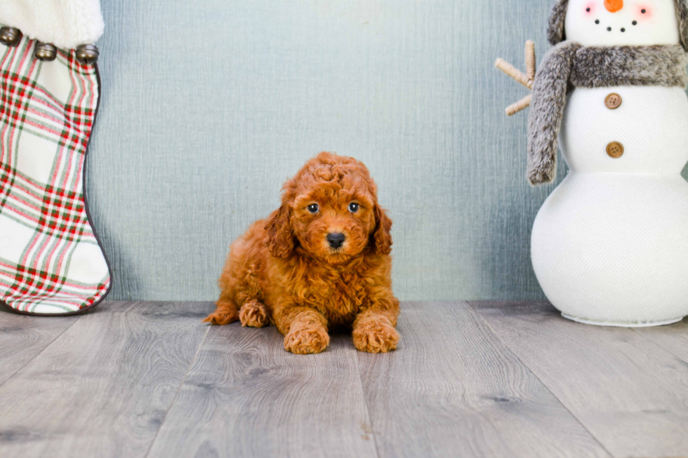 Best Mini Goldendoodle Baby