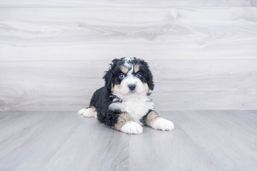 Small Mini Bernedoodle Baby