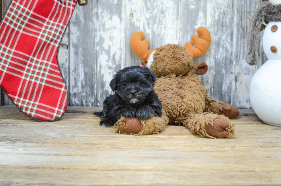 Hypoallergenic Yorkie Designer Puppy