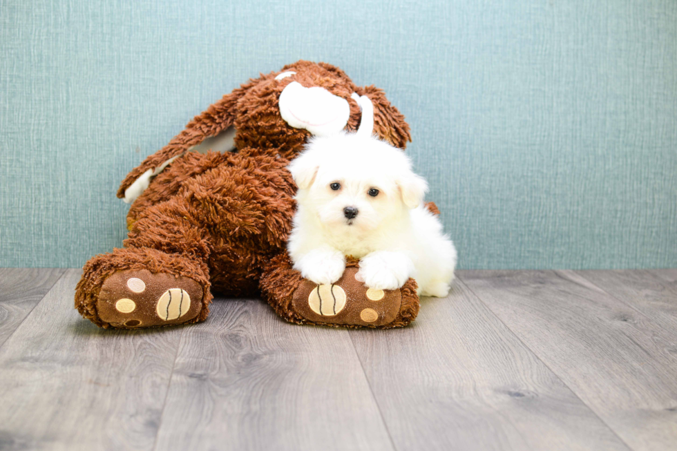 Smart Maltese Purebred Puppy