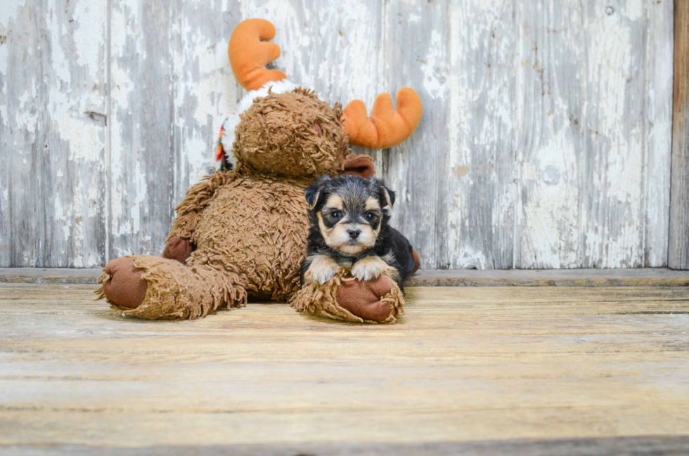 Best Morkie Baby