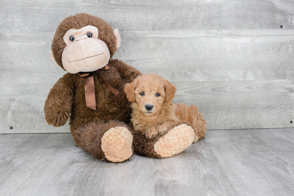 Adorable Golden Retriever Poodle Mix Puppy