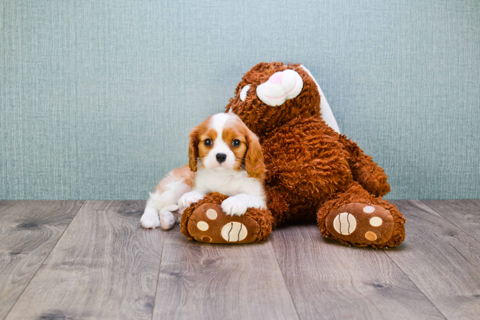 Cavalier King Charles Spaniel Pup Being Cute