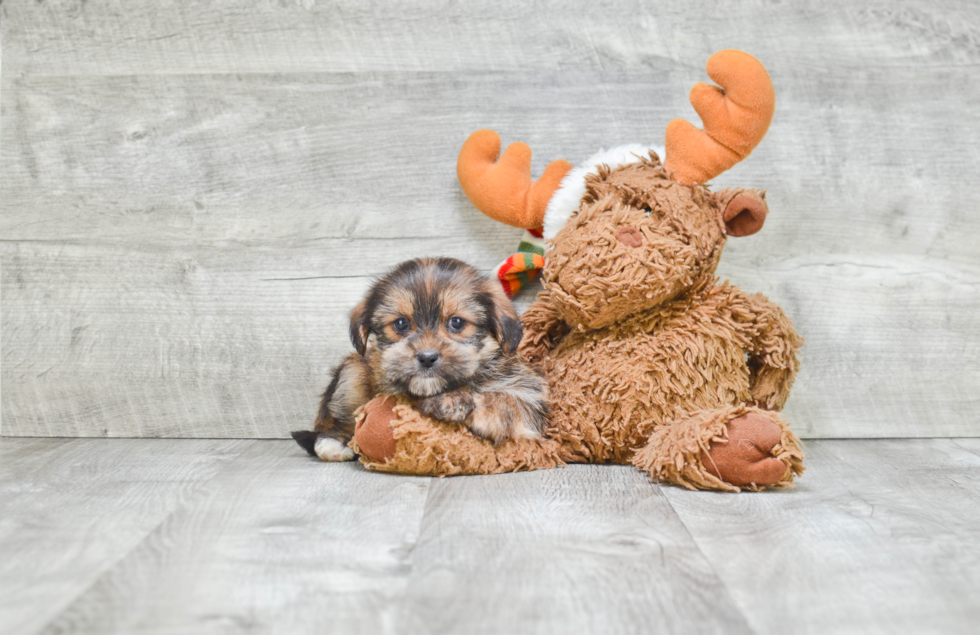 Shorkie Pup Being Cute