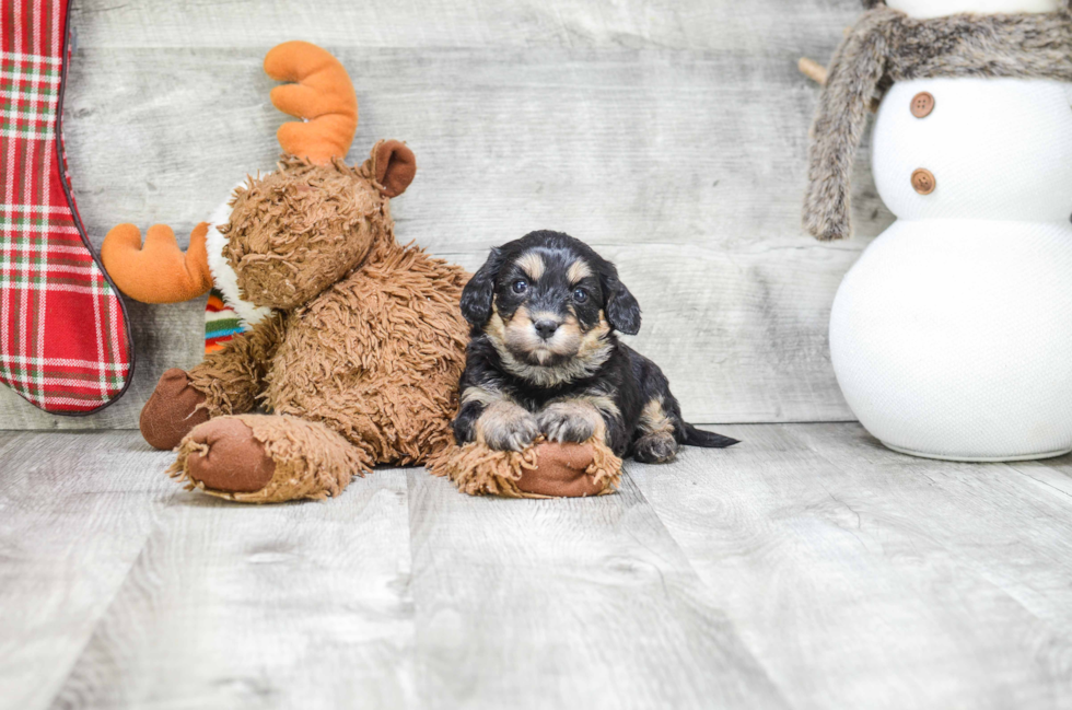 Smart Cavachon Designer Pup