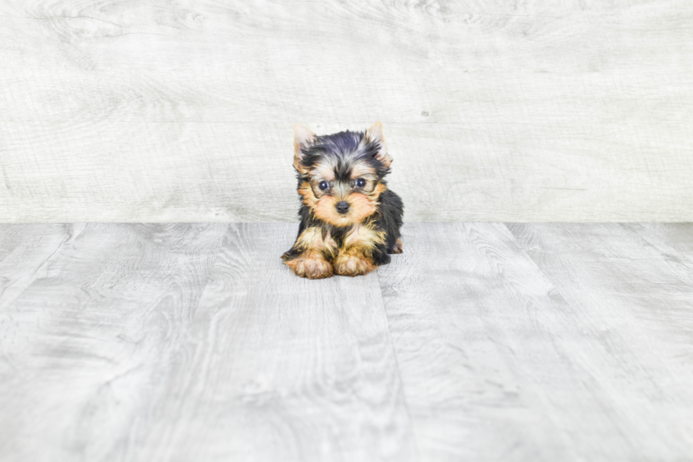 Meet Tinkerbell - our Yorkshire Terrier Puppy Photo 