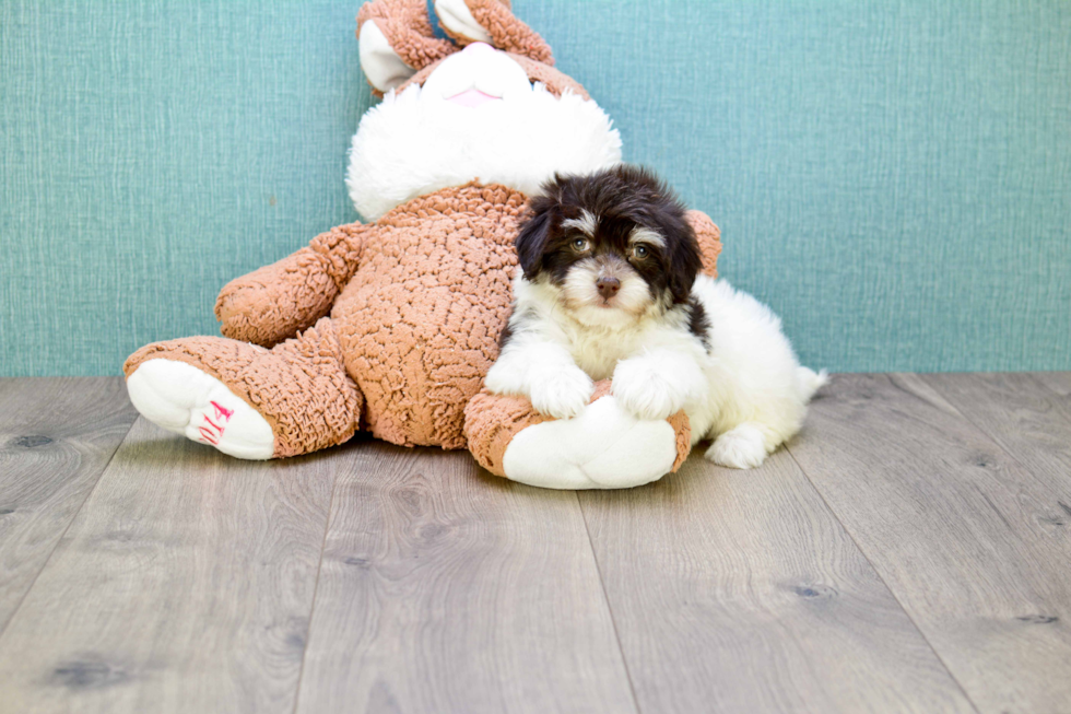 Meet Coco - our Havanese Puppy Photo 