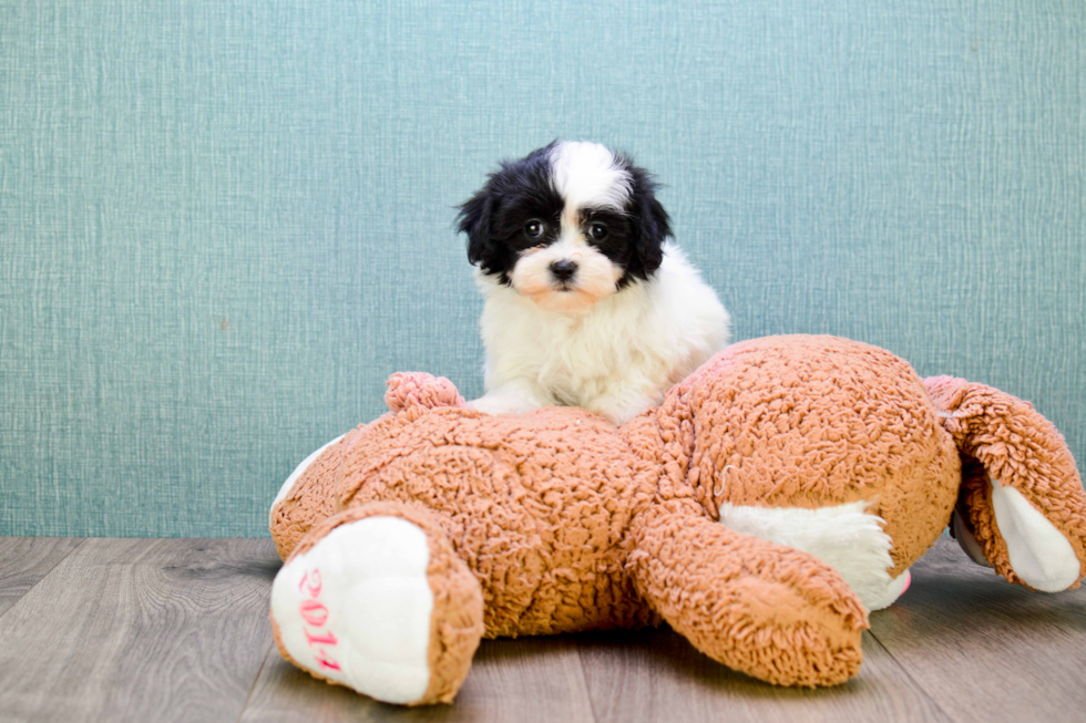 Teddy Bear Pup Being Cute