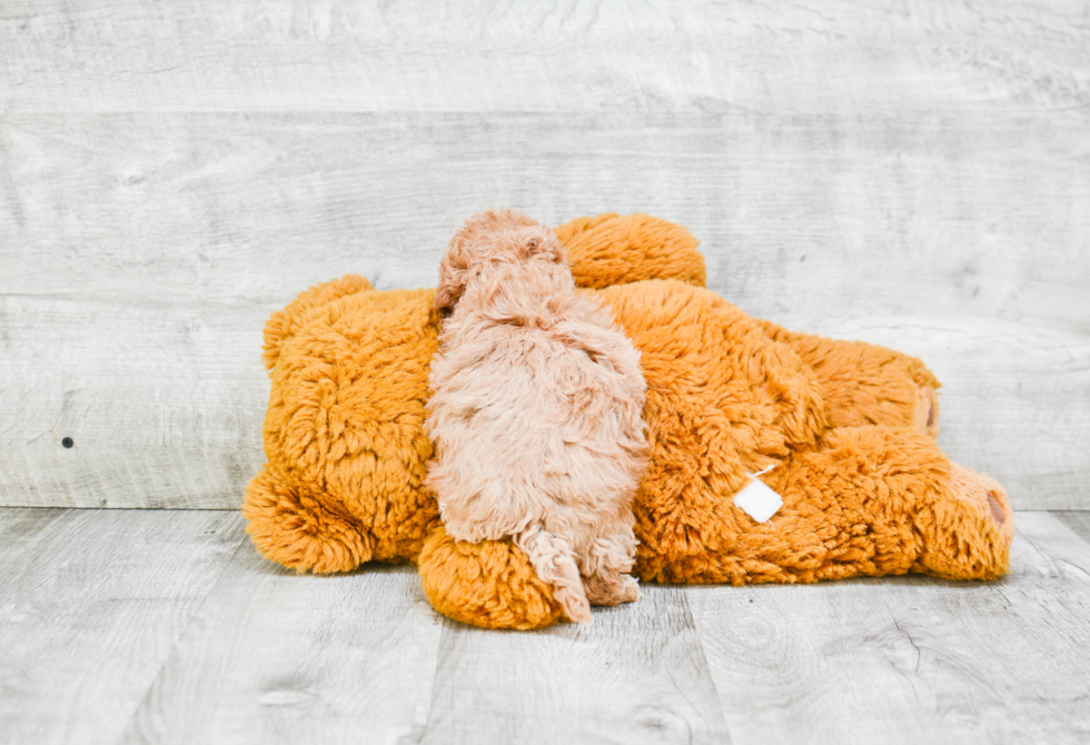 Fluffy Havanese Purebred Puppy