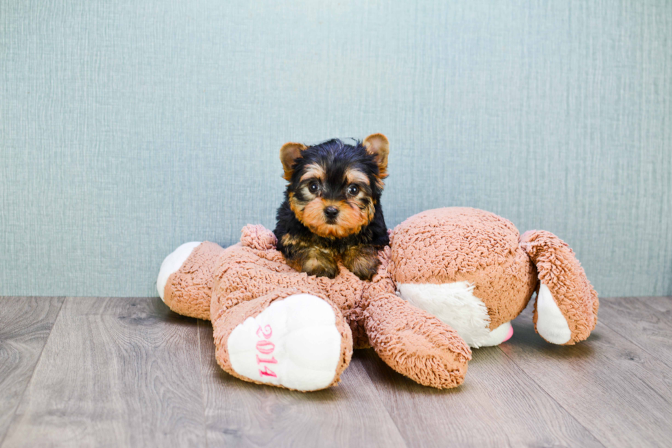 Meet Beckham - our Yorkshire Terrier Puppy Photo 