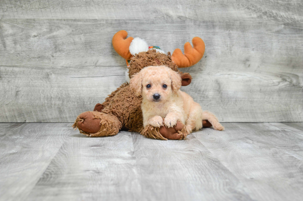 Cavapoo Pup Being Cute