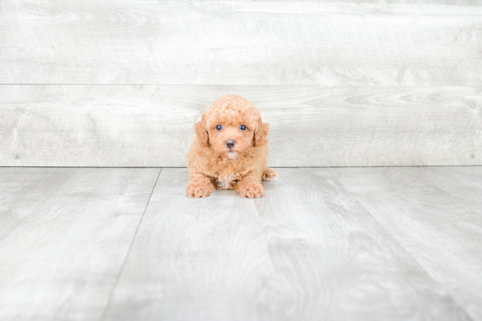 Poodle Puppy for Adoption