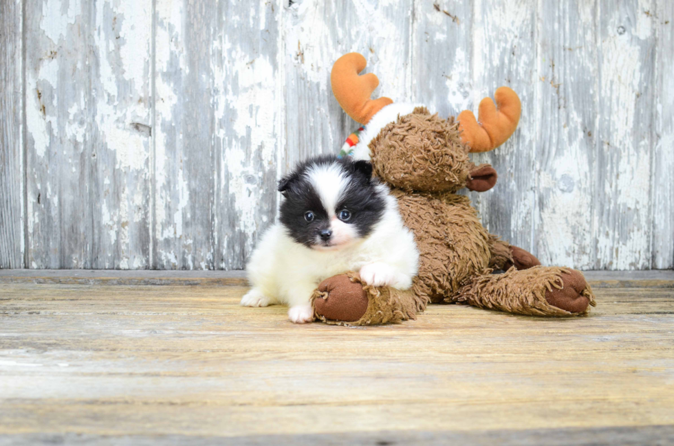 Pomeranian Pup Being Cute