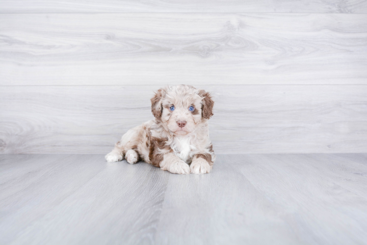 Mini Aussiedoodle Puppy for Adoption